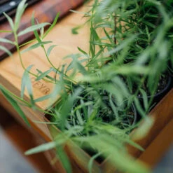 Brasero Plancha Island Corten PRO 100 Bois De Teck + Housse - Ofyr -Weber Magasin ofyr island pro 100 teck 2020000022121 5